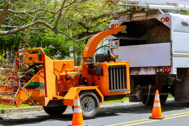 How Our Tree Care Process Works  in  Milford, UT