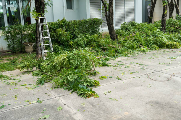 Professional Tree Removal in Milford, UT